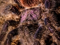 Avicularia purple peru 9