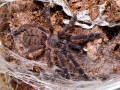 Lampropelma_violaceopes_02